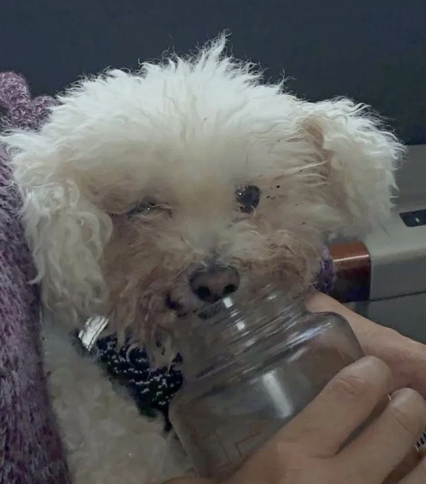 Lost dog in Los Angeles, CA, 90062