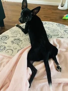 Lost dog in Katy, TX, 77494