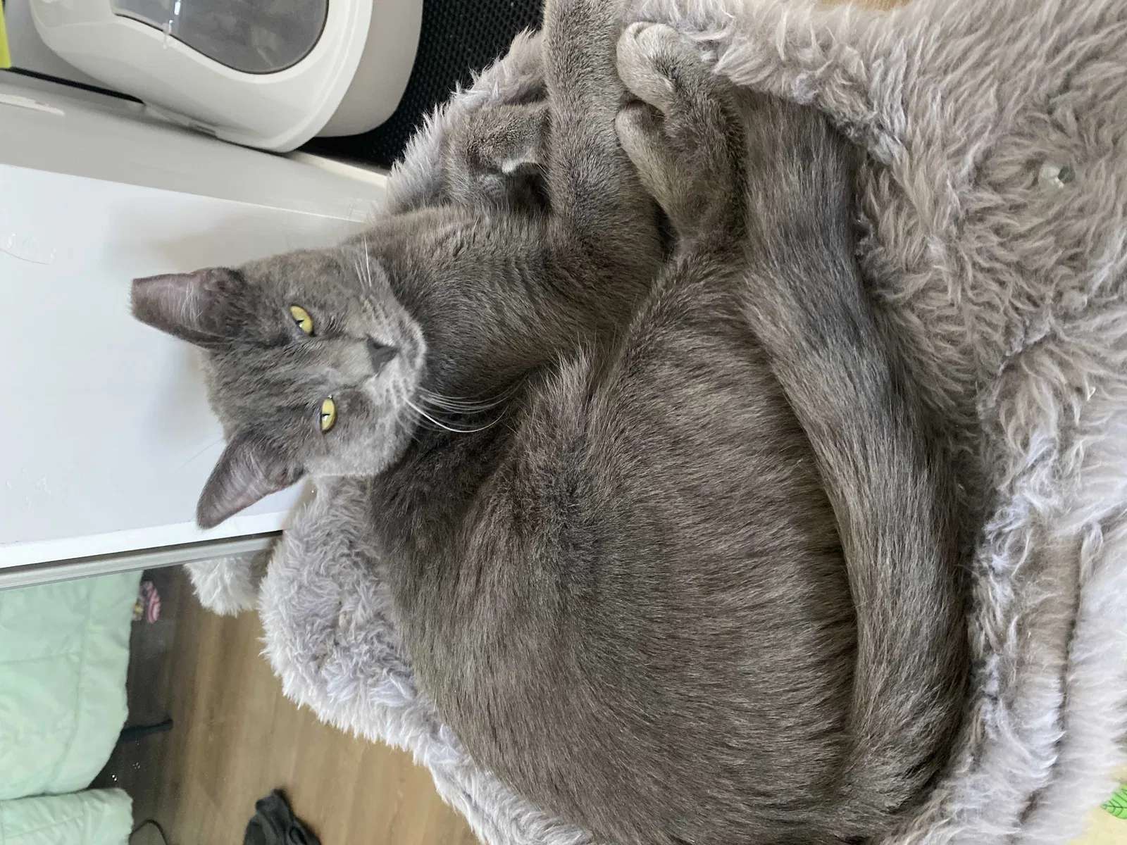 Lost cat in San Diego, CA, 92104