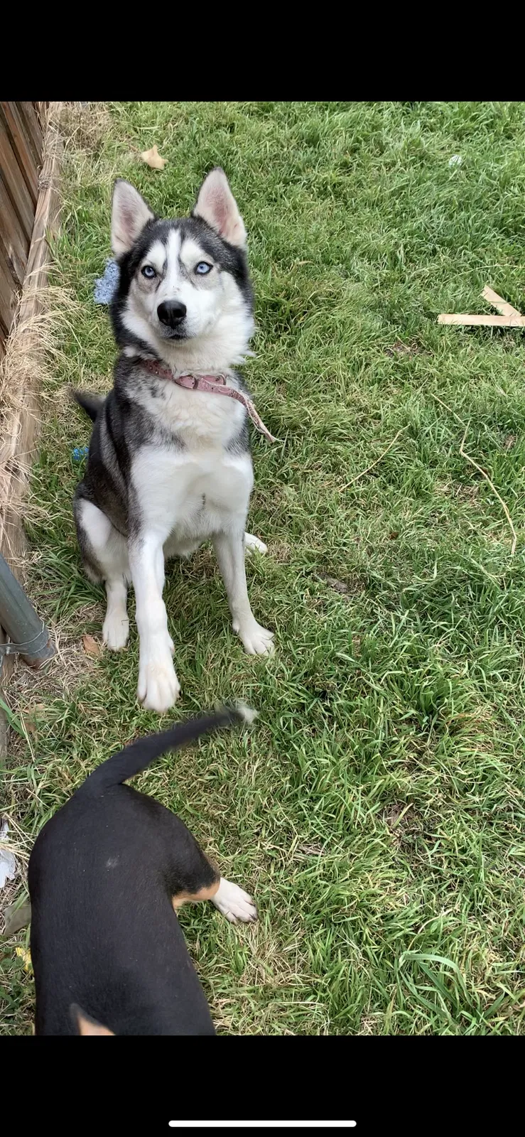 Lost dog in Hutchins, TX, 75141