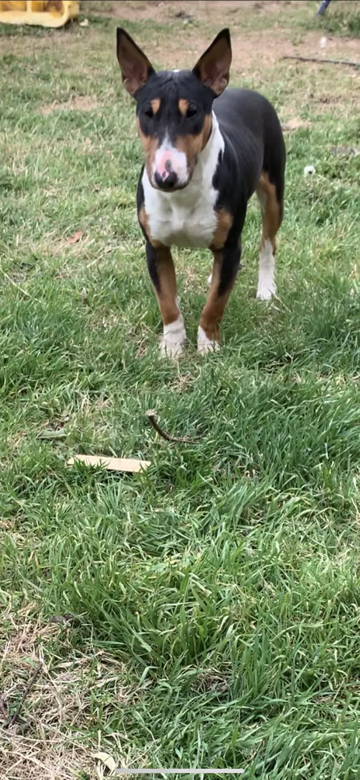 Lost dog in Hutchins, TX, 75141