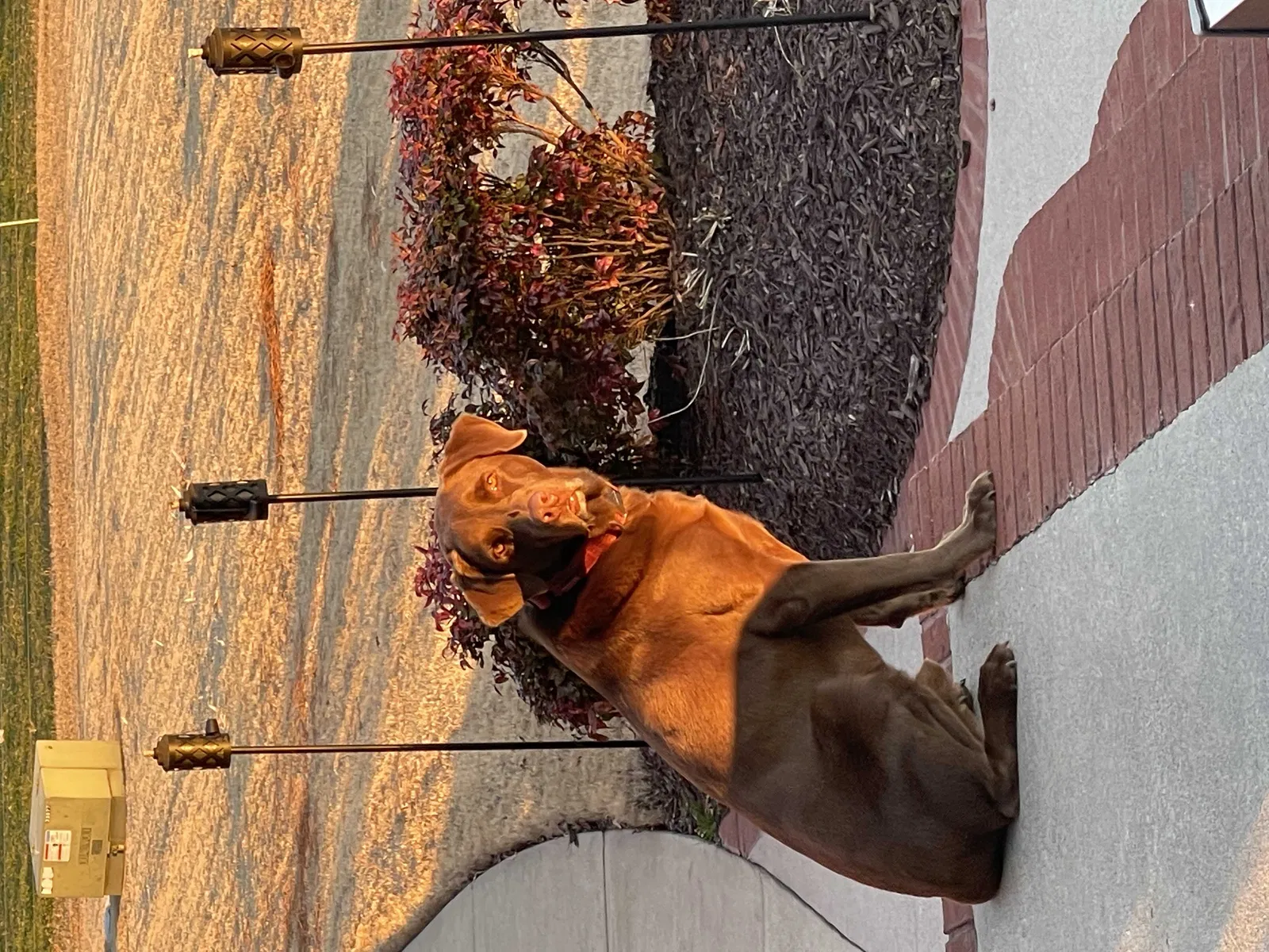 Lost dog in Jefferson, GA, 30549