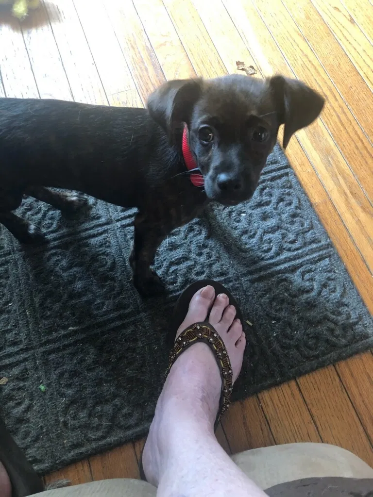 Lost dog in Louisville, KY, 40212