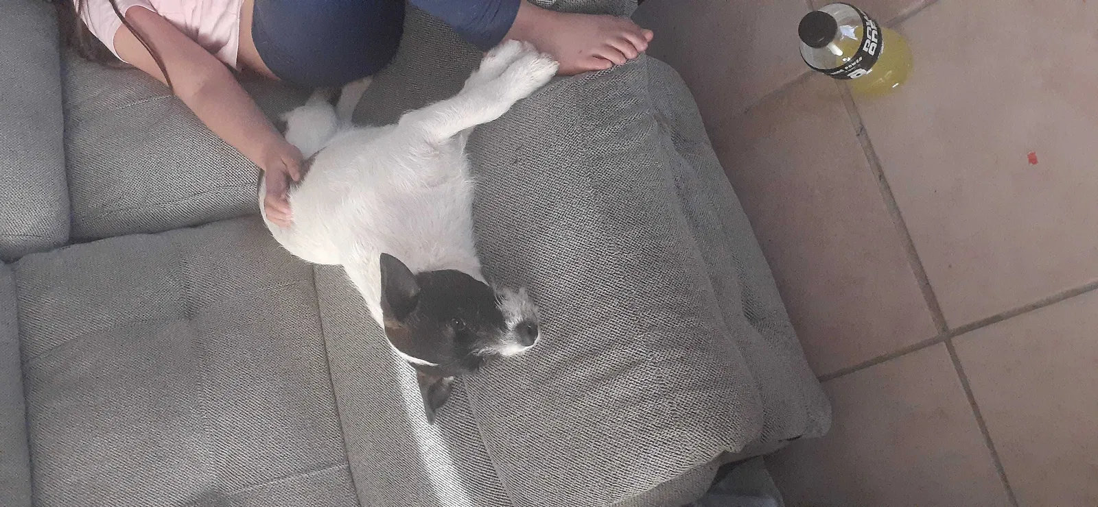 Lost dog in Hesperia, CA, 92345