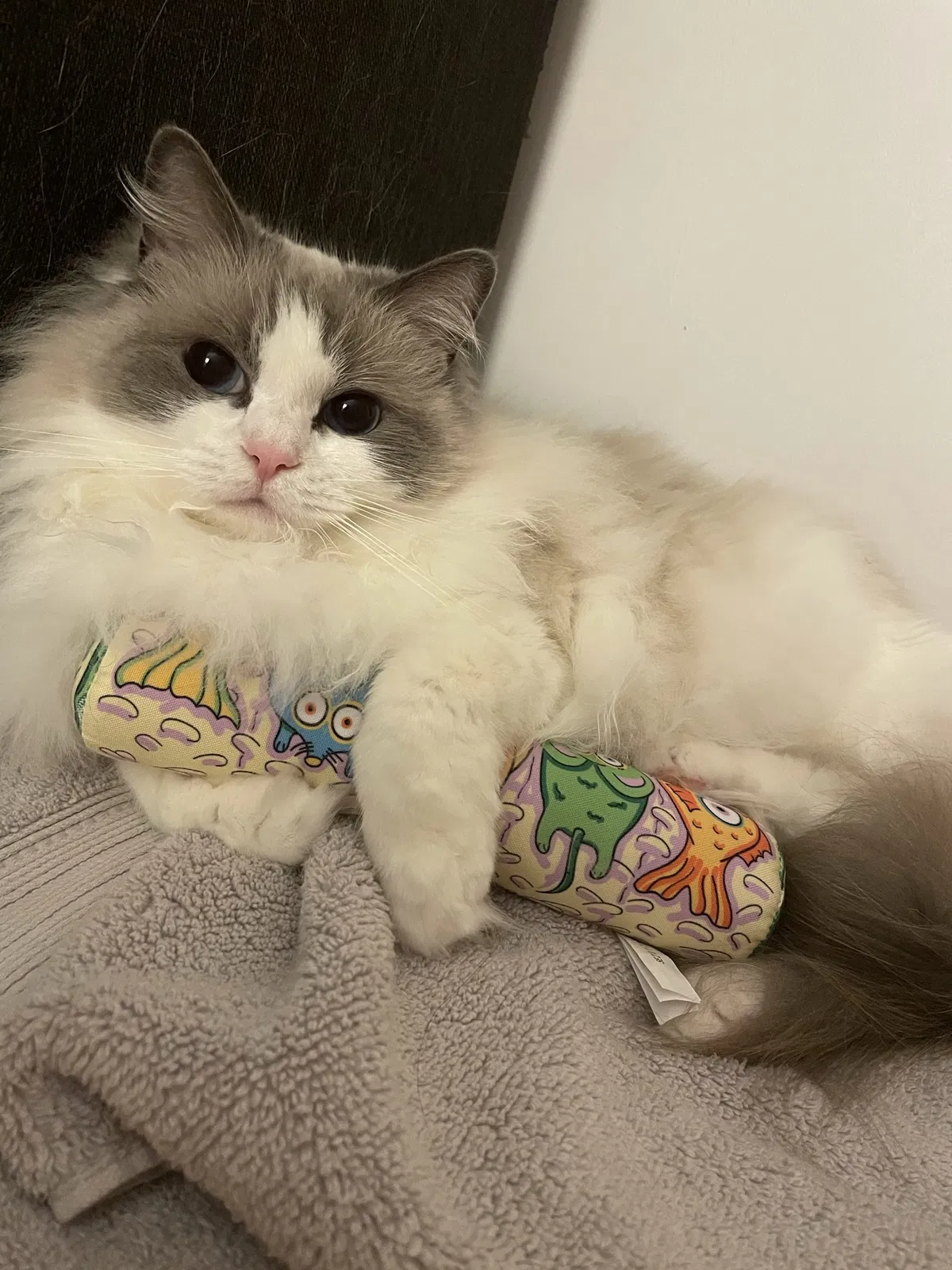 Lost cat in San Jose, CA, 95126