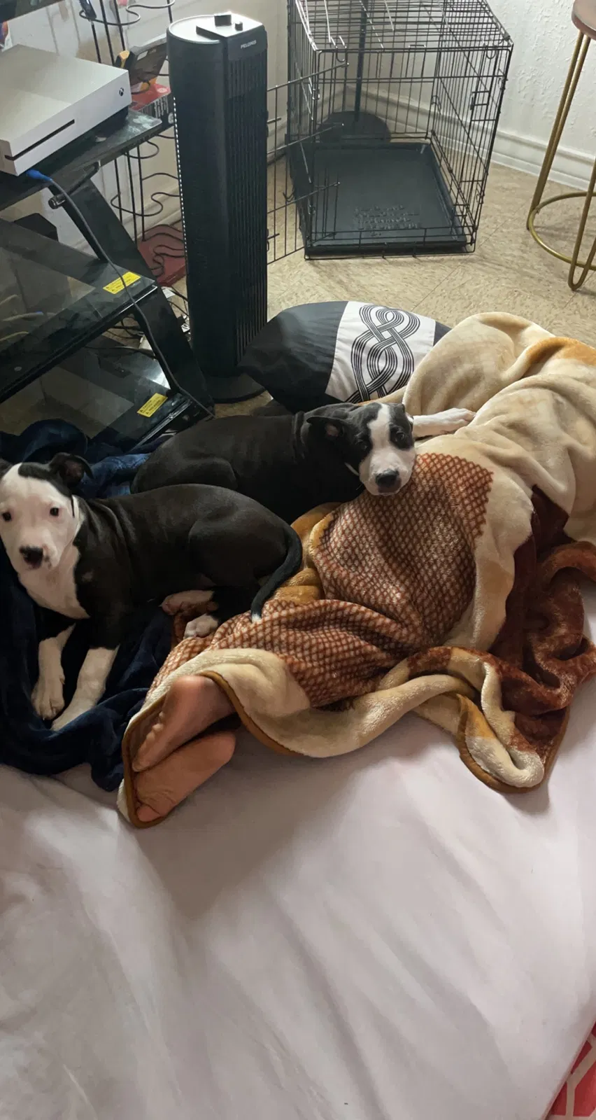 Lost dog in Killeen, TX, 76549