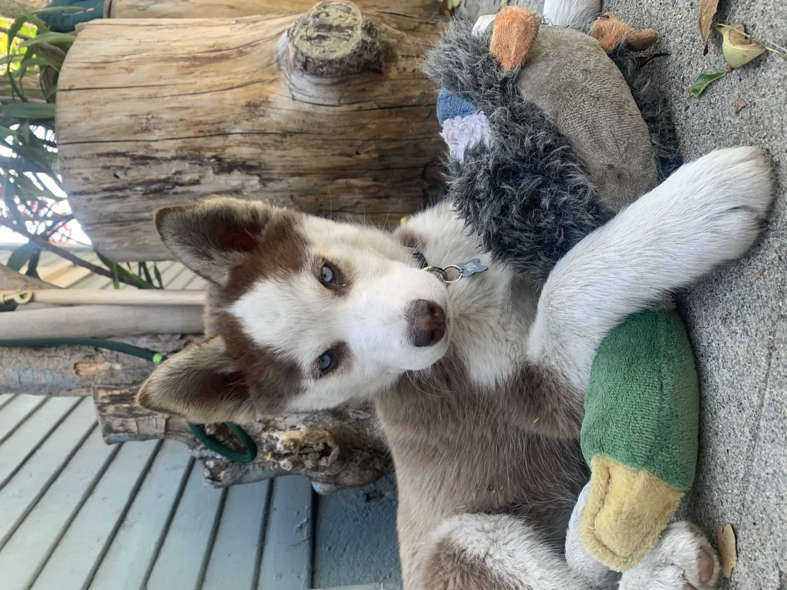 Lost dog in Los Angeles, CA, 90041