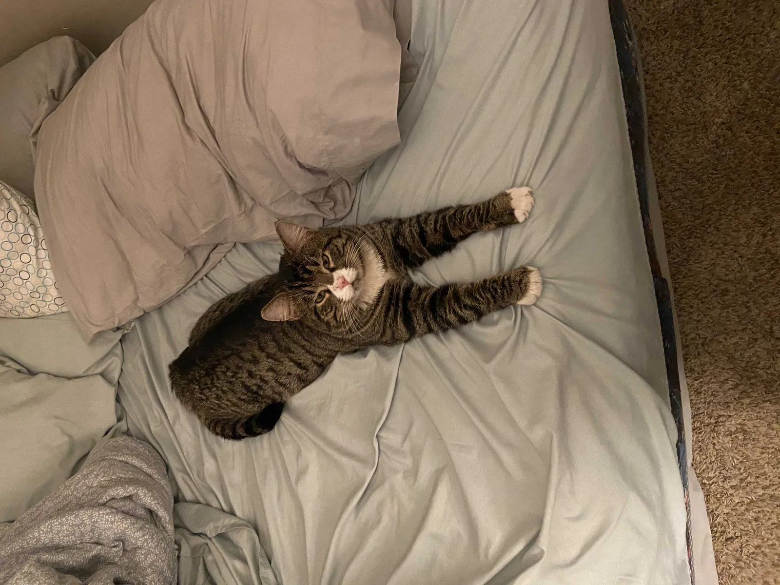 Lost cat in Anoka, MN, 55303