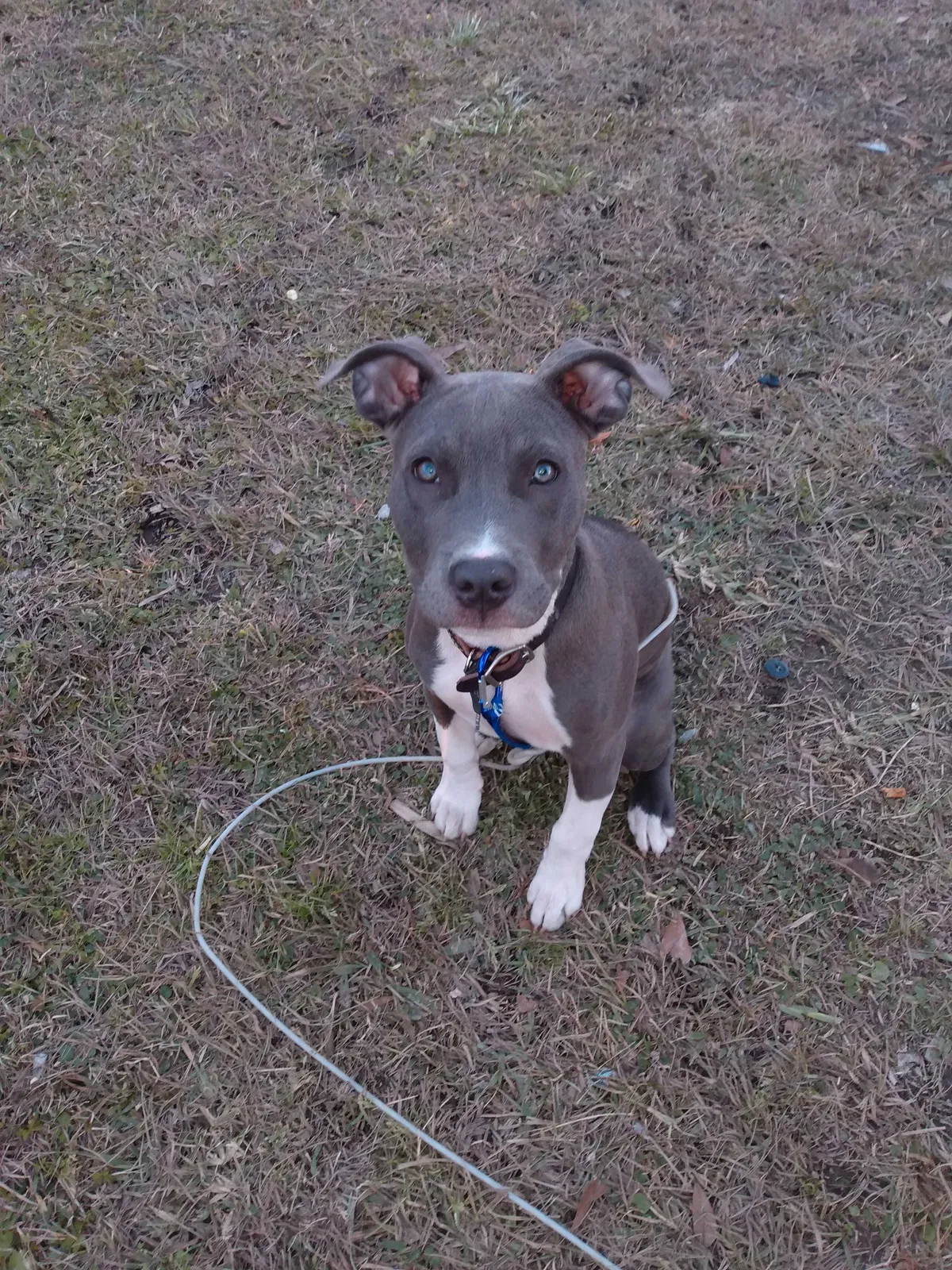 Lost dog in Scott, LA, 70583