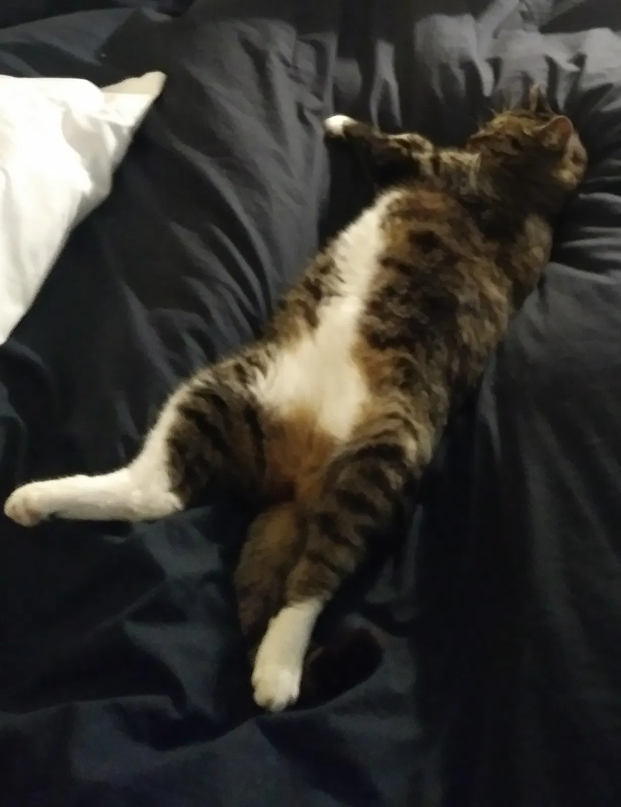 Lost cat in Campbell, CA, 95008