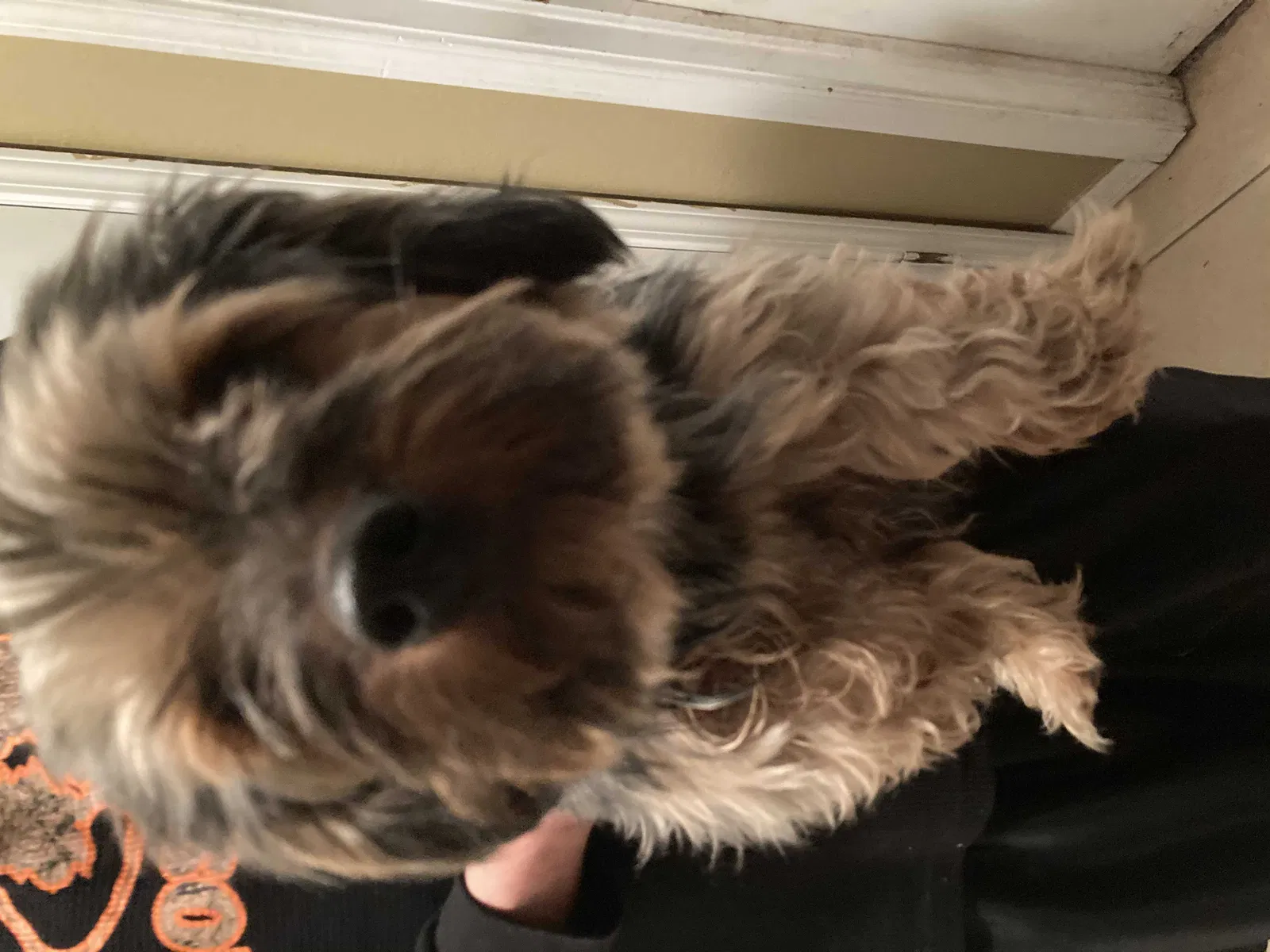 Found Dog