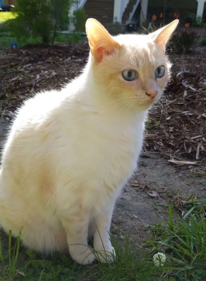 Lost cat in Punta Gorda, FL, 33950