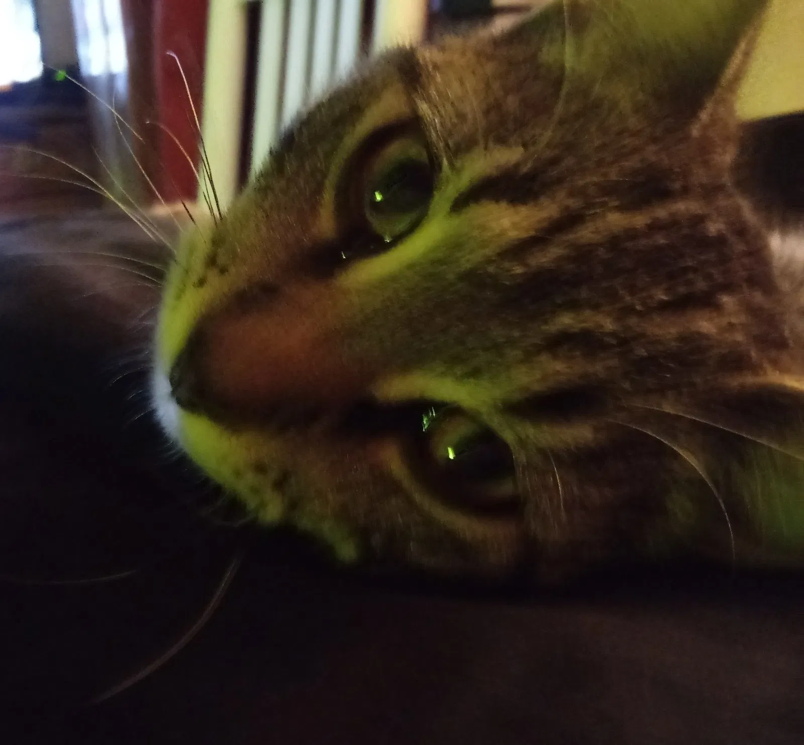 Lost cat in Sulphur, LA, 70663