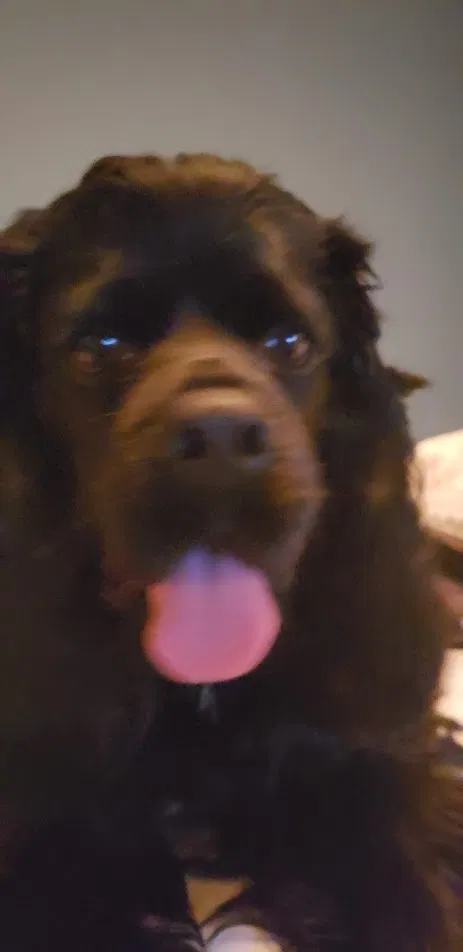 Lost dog in Lawrenceville, GA, 30046