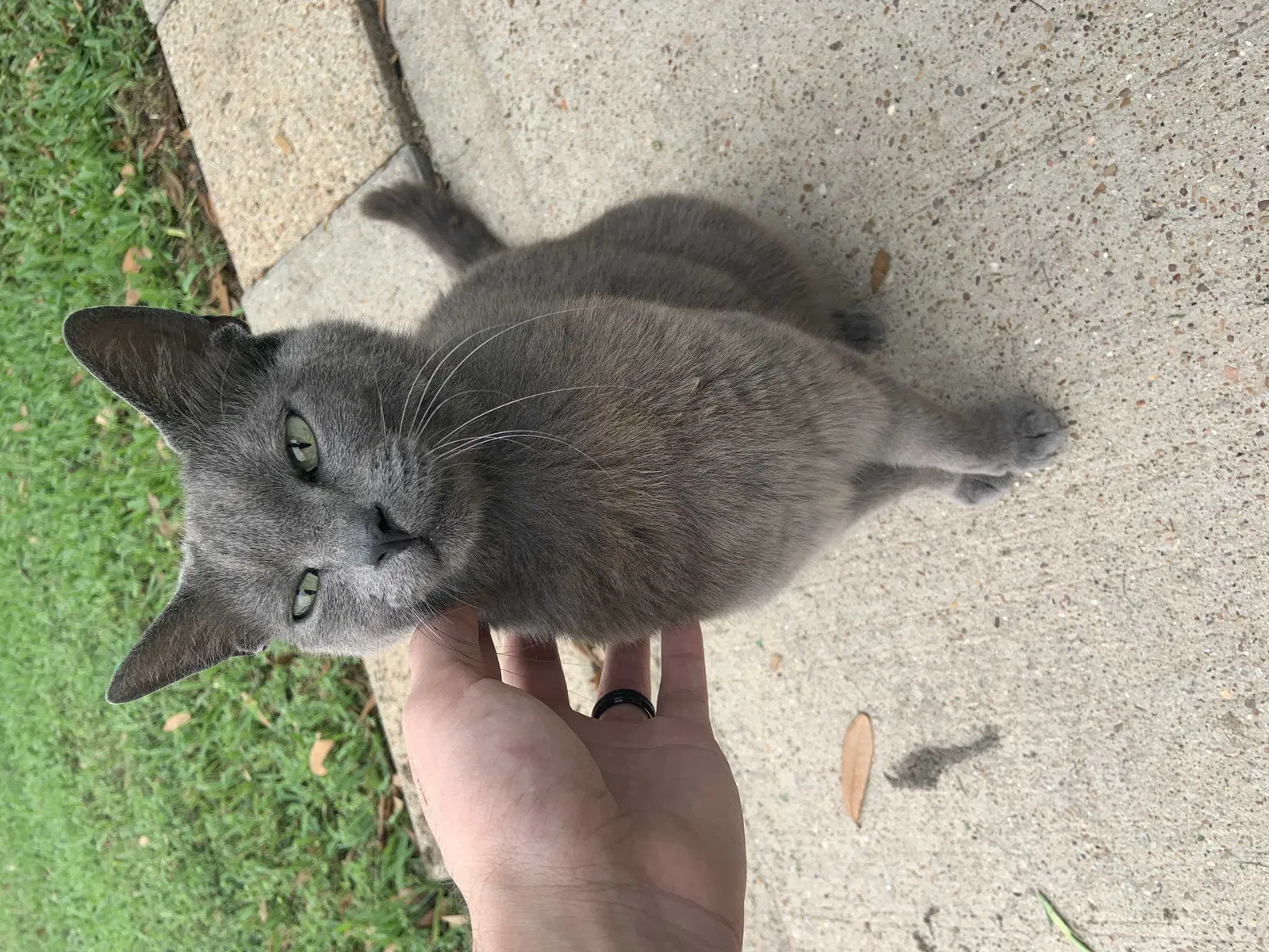 Lost cat in Katy, TX, 77449