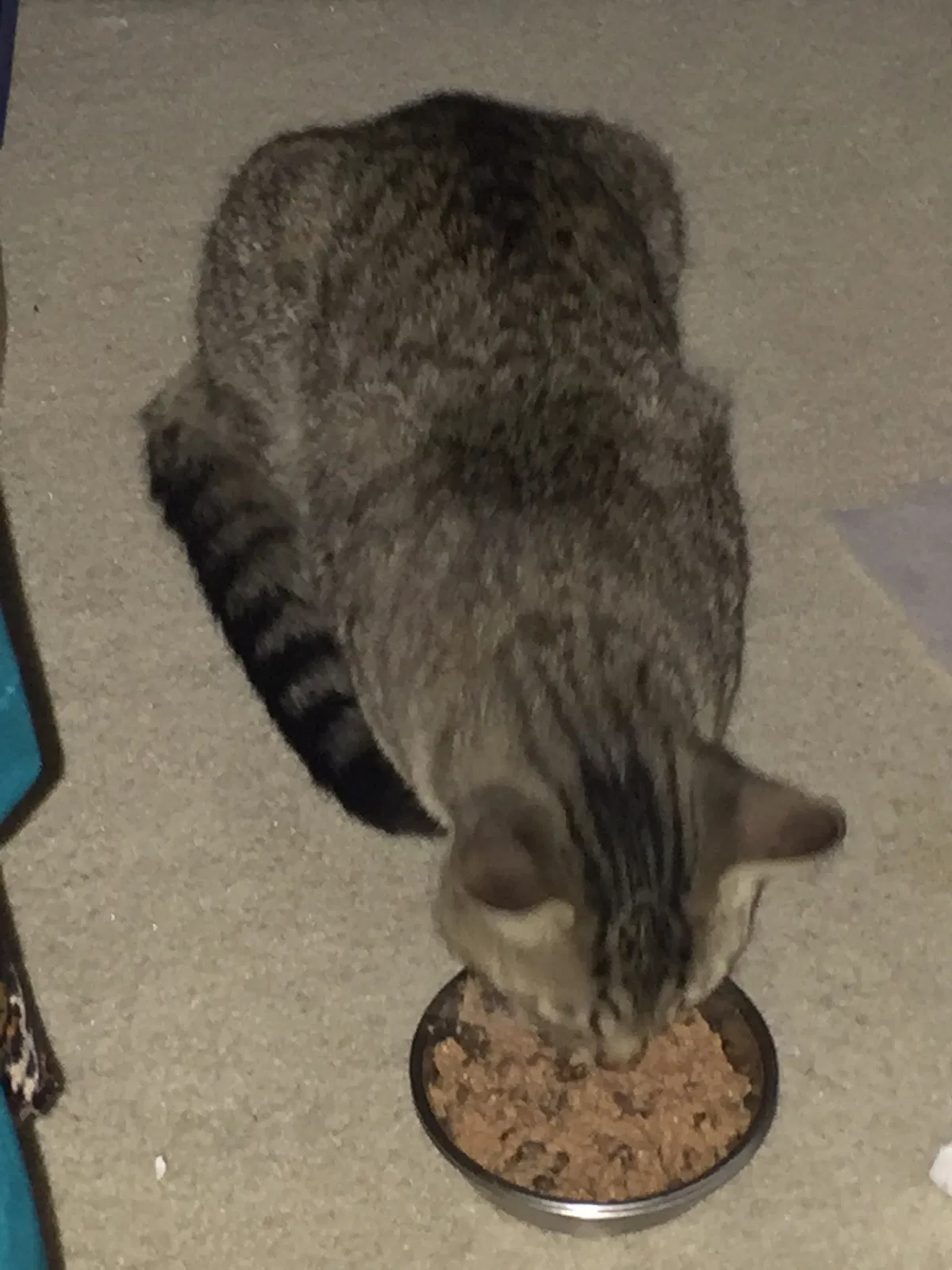 Found cat in Miami, FL, 33143