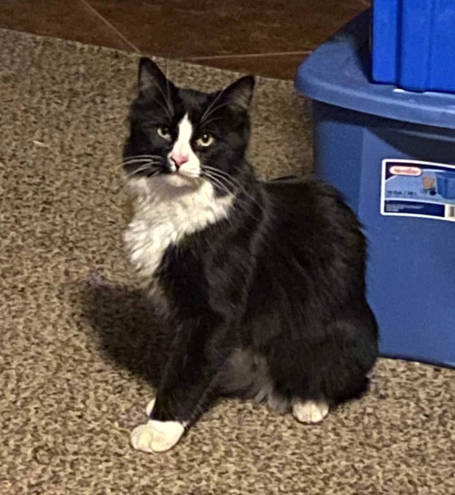 Lost cat in Nampa, ID, 83686