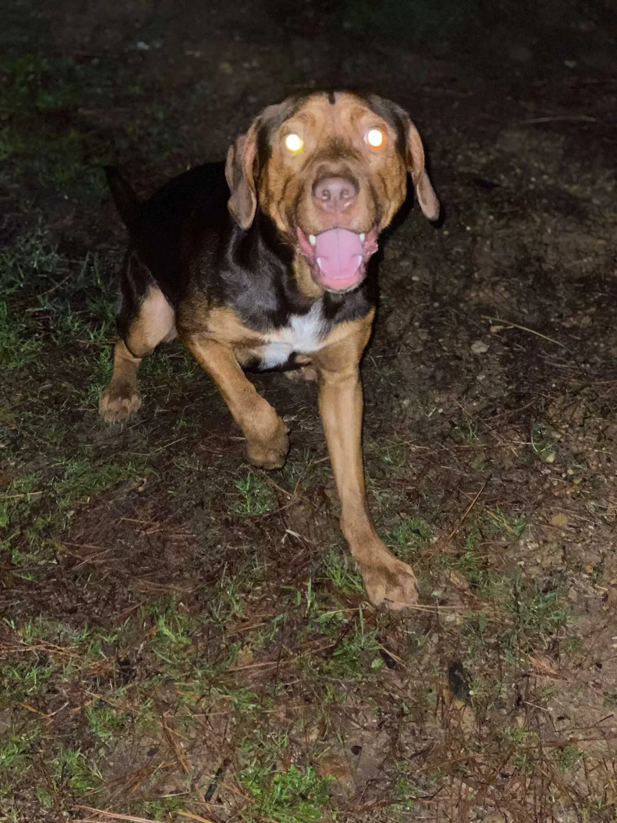 Lost dog in Spring, TX, 77386