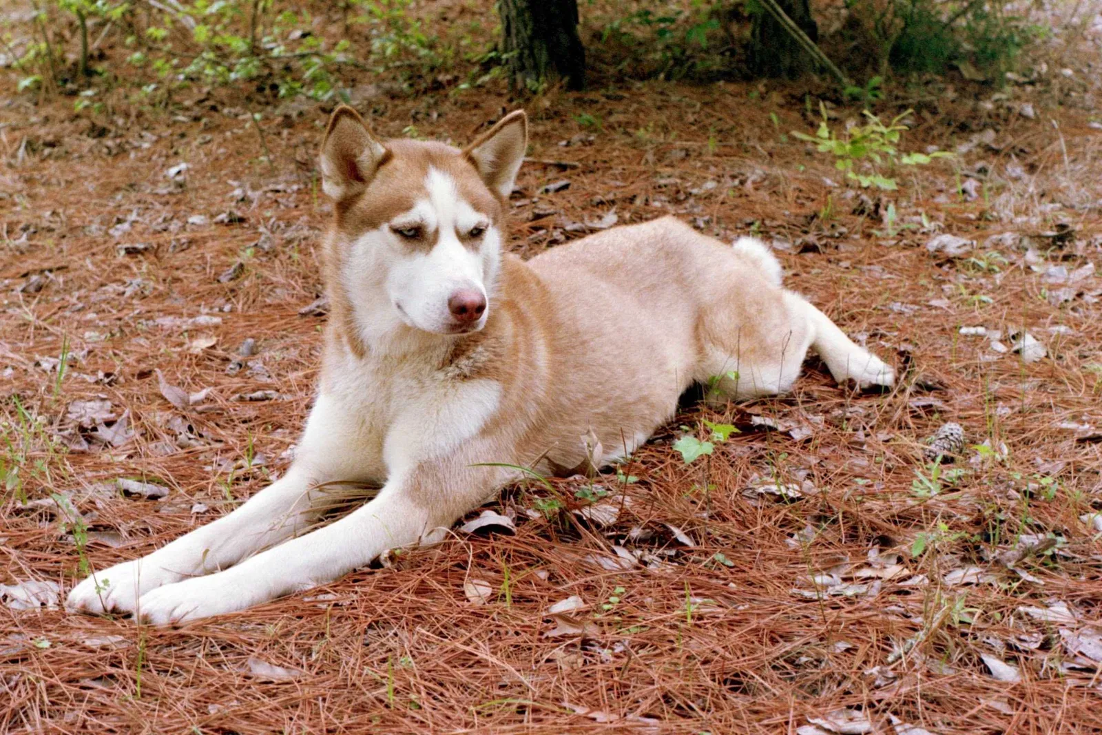 Lost dog in Chandler, TX, 75758