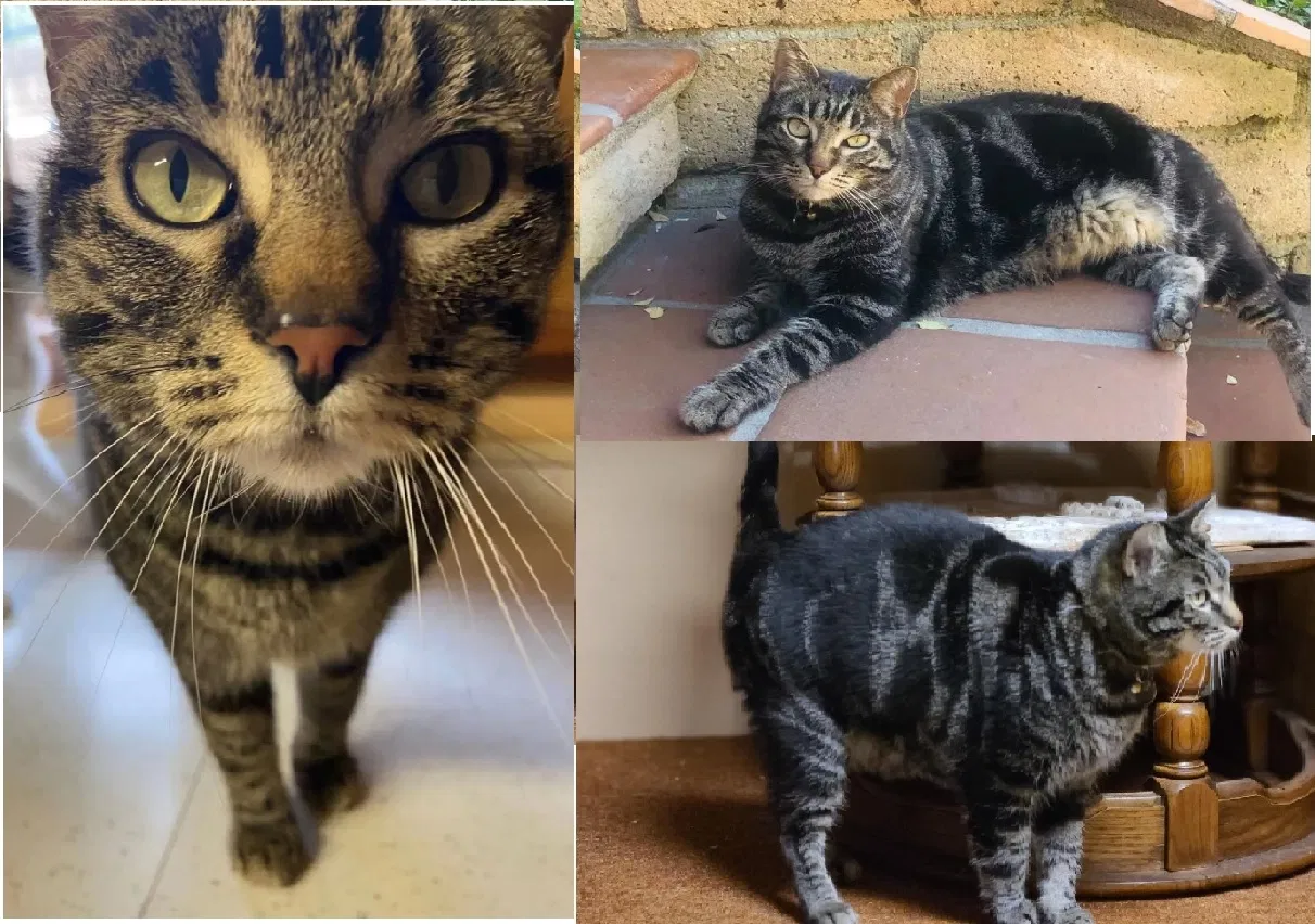 Lost cat in Anaheim, CA, 92807