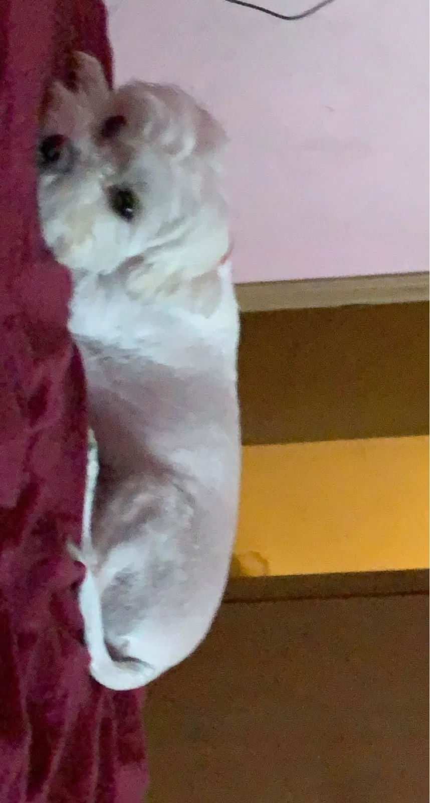Lost dog in Saint Louis, MO, 63118