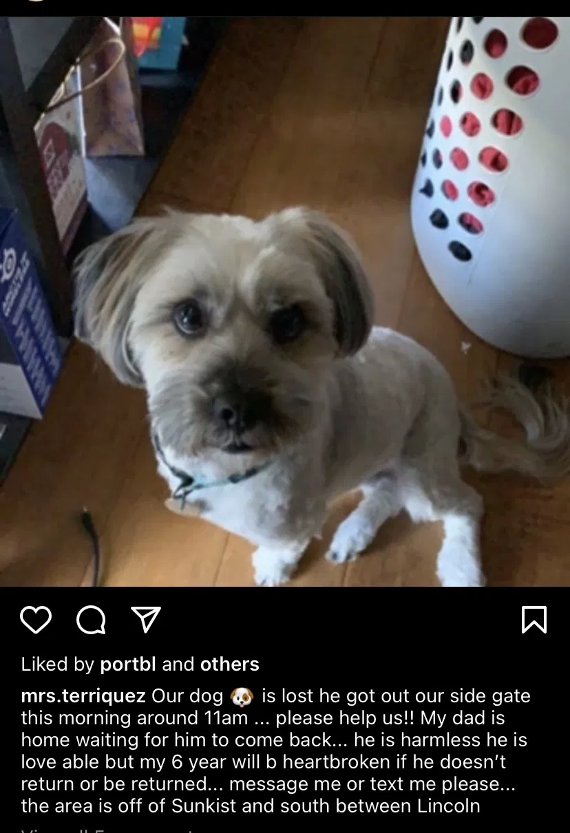 Lost dog in Anaheim, CA, 92806
