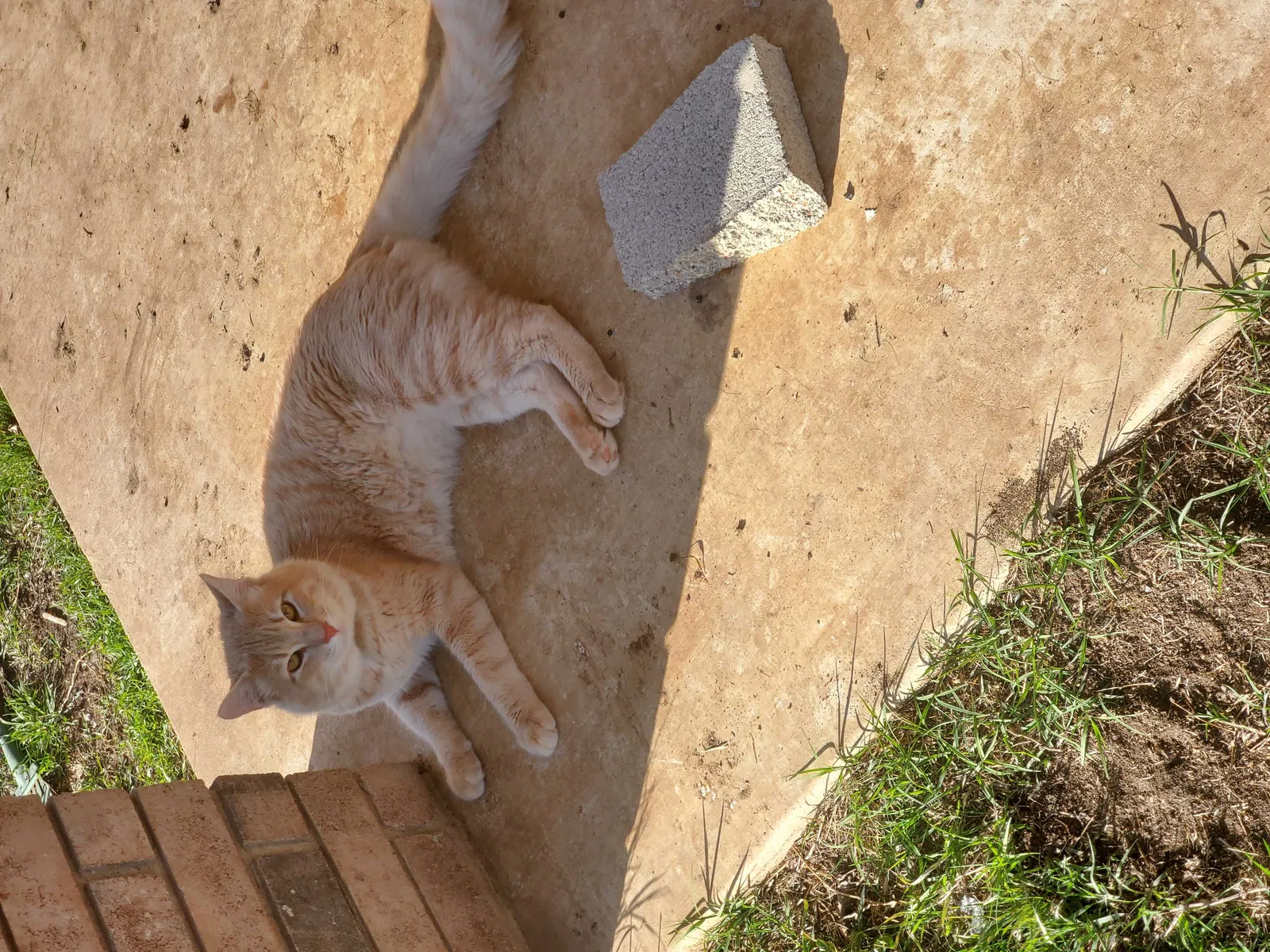 Lost cat in Killeen, TX, 76543