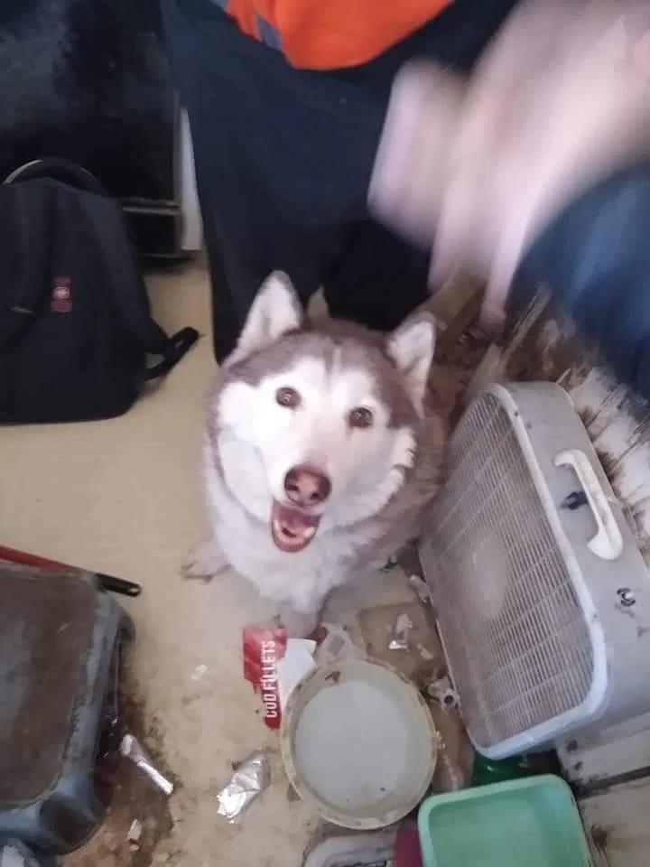 Lost dog in Detroit, MI, 48201