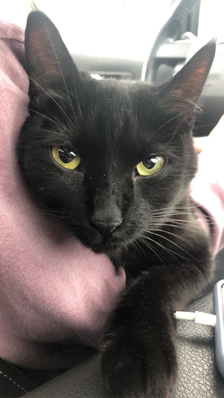 Lost cat in Grand Rapids, MI, 49534