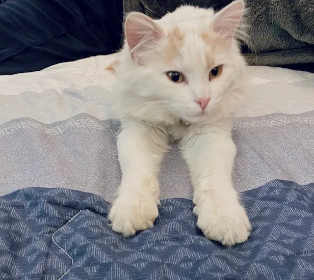 Lost cat in Victorville, CA, 92392