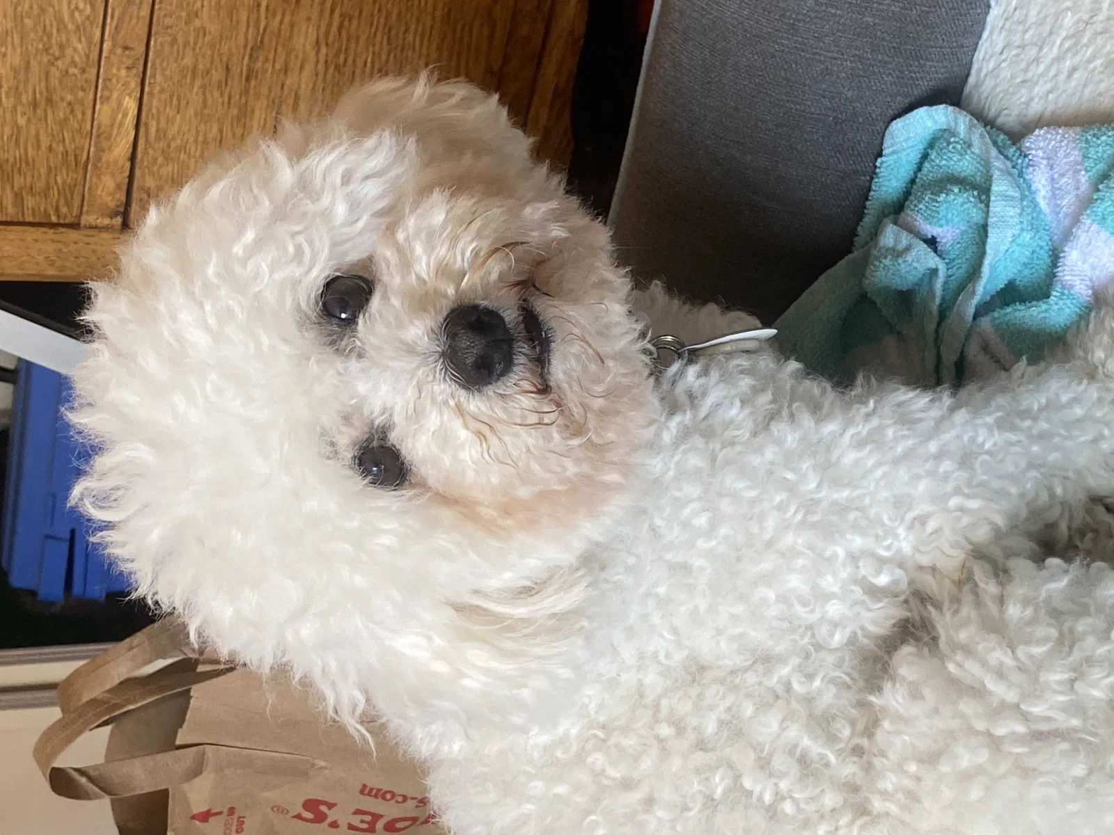 Lost dog in San Francisco, CA, 94131