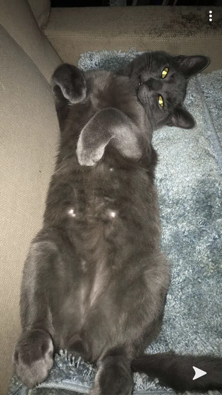Lost cat in Marion, IN, 46953