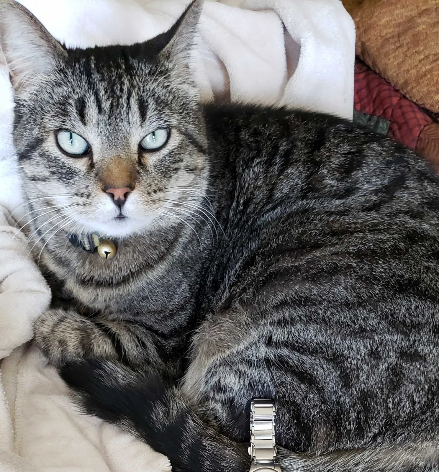 Lost cat in Salt Lake City, UT, 84116