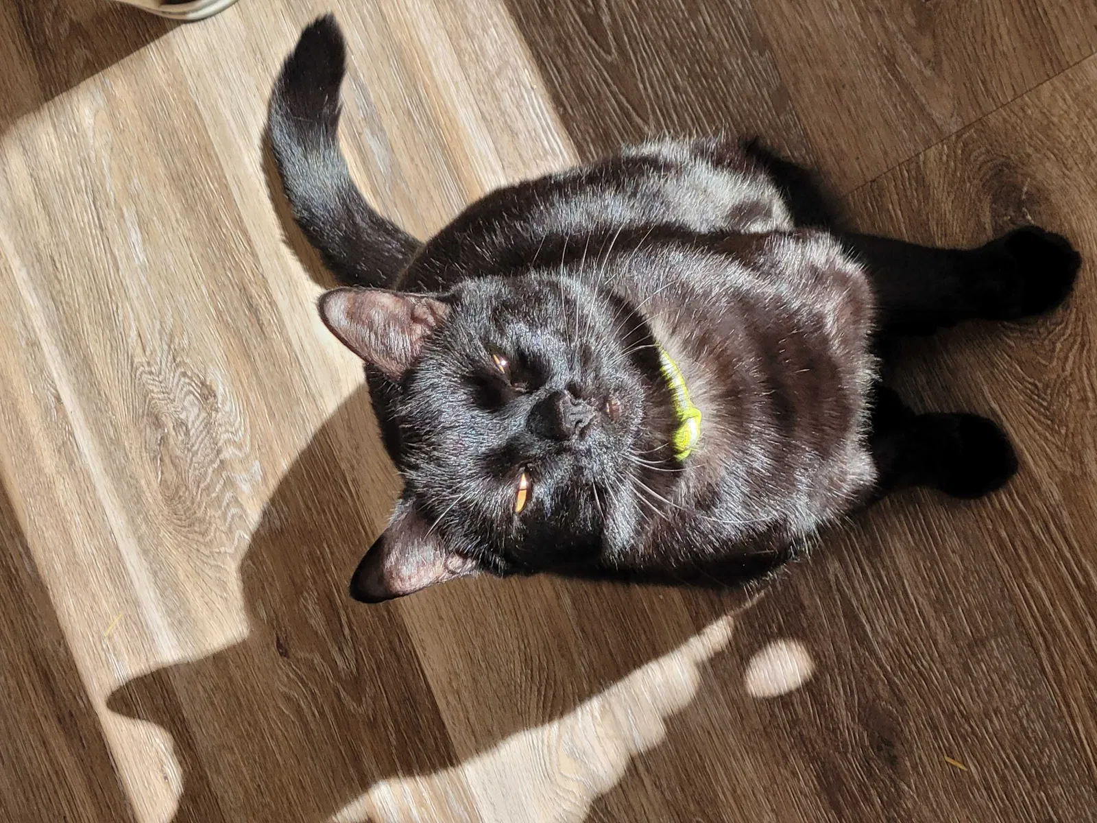 Lost cat in Sevierville, TN, 37876