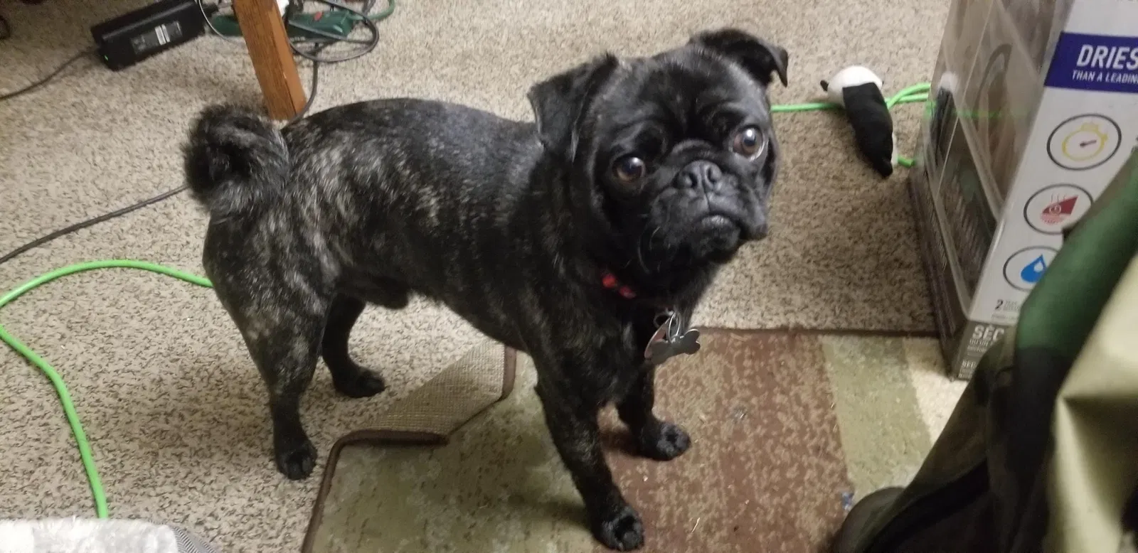 Lost dog in Tacoma, WA, 98466