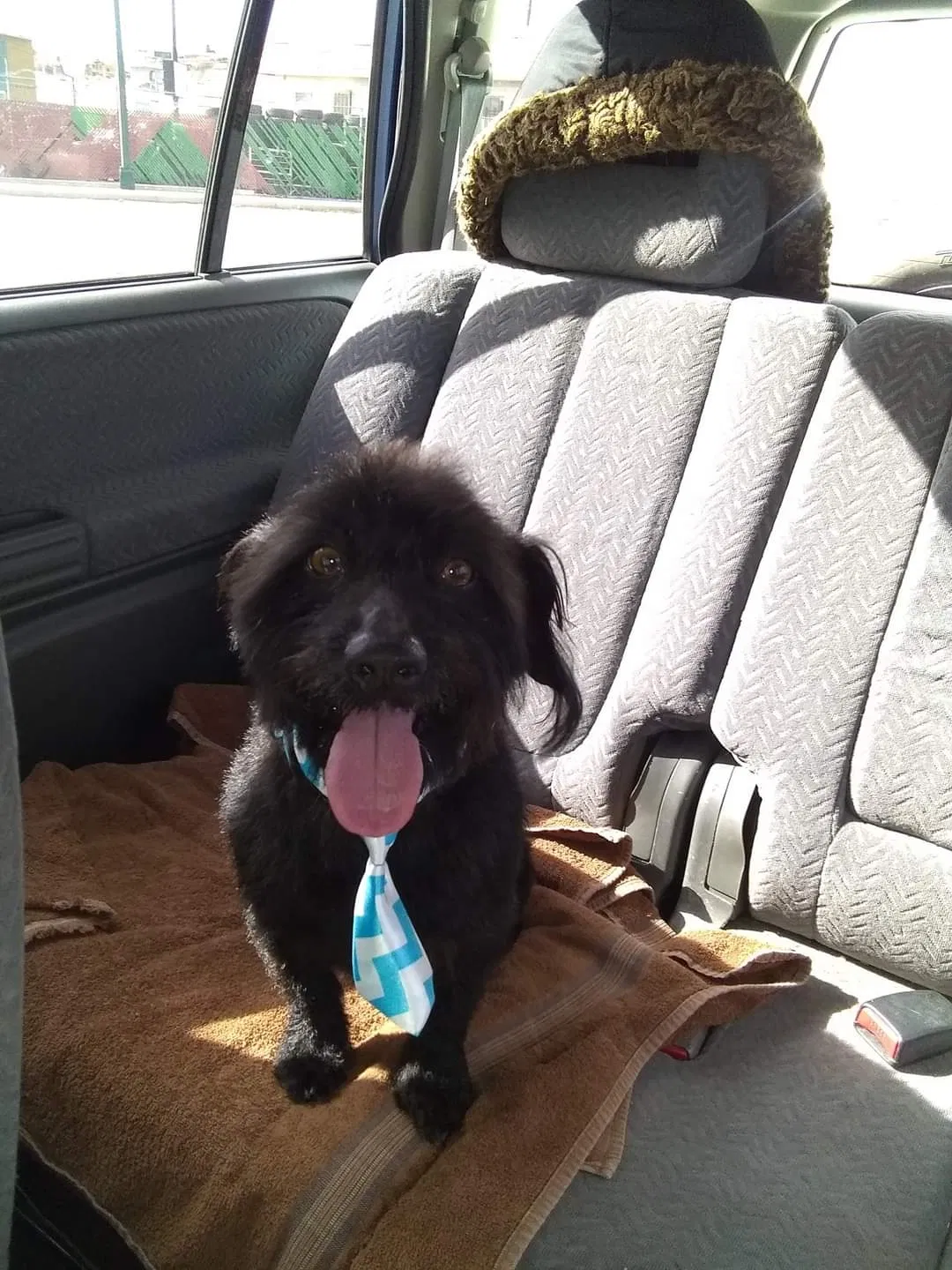 Lost dog in El Paso, TX, 79930