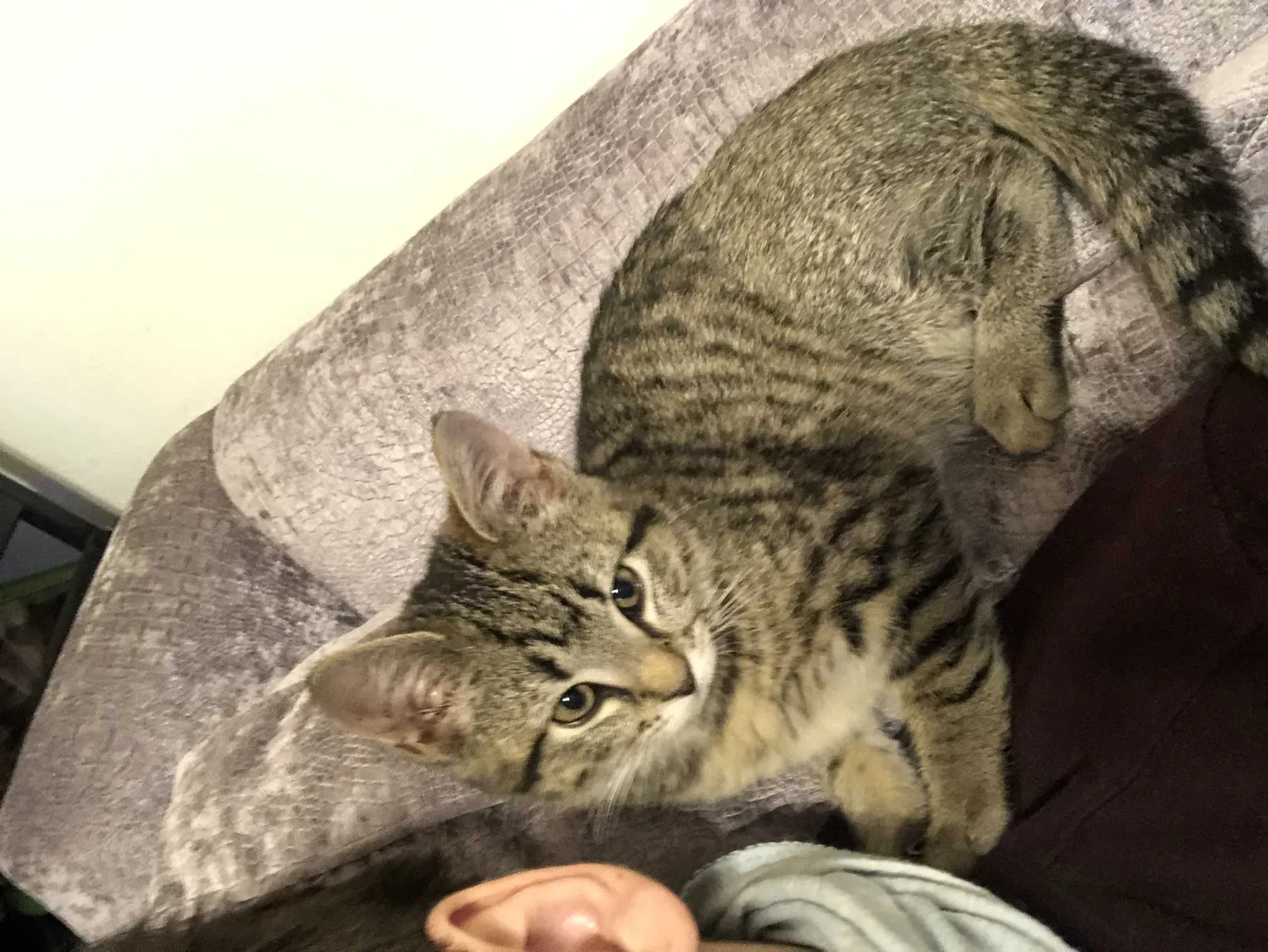 Lost cat in Richmond, VA, 23221