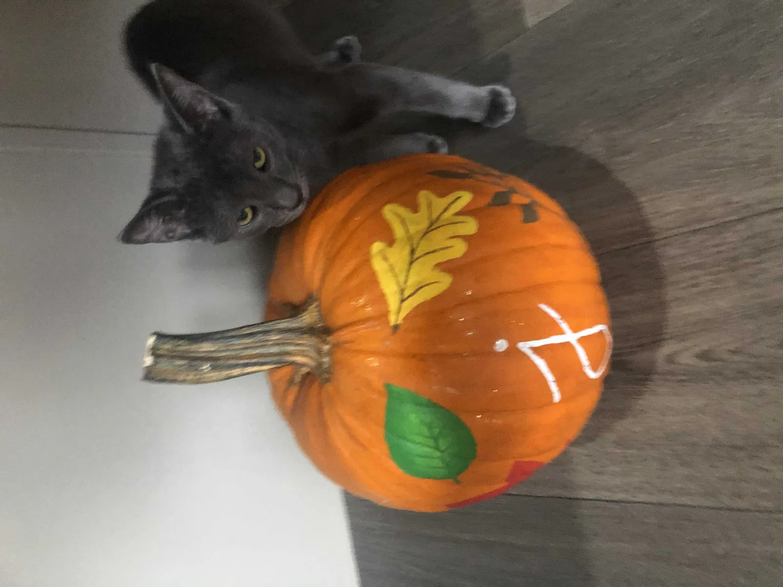 Lost cat in Raleigh, NC, 27612