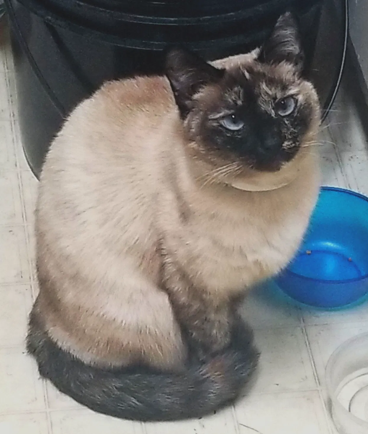 Lost cat in Martinsville, VA, 24112