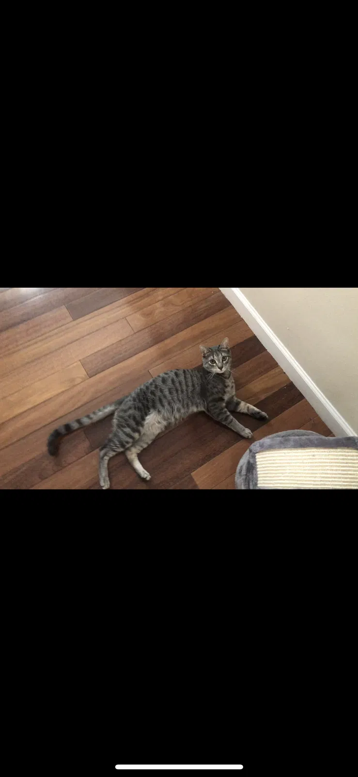 Lost cat in Cortland, NY, 13045