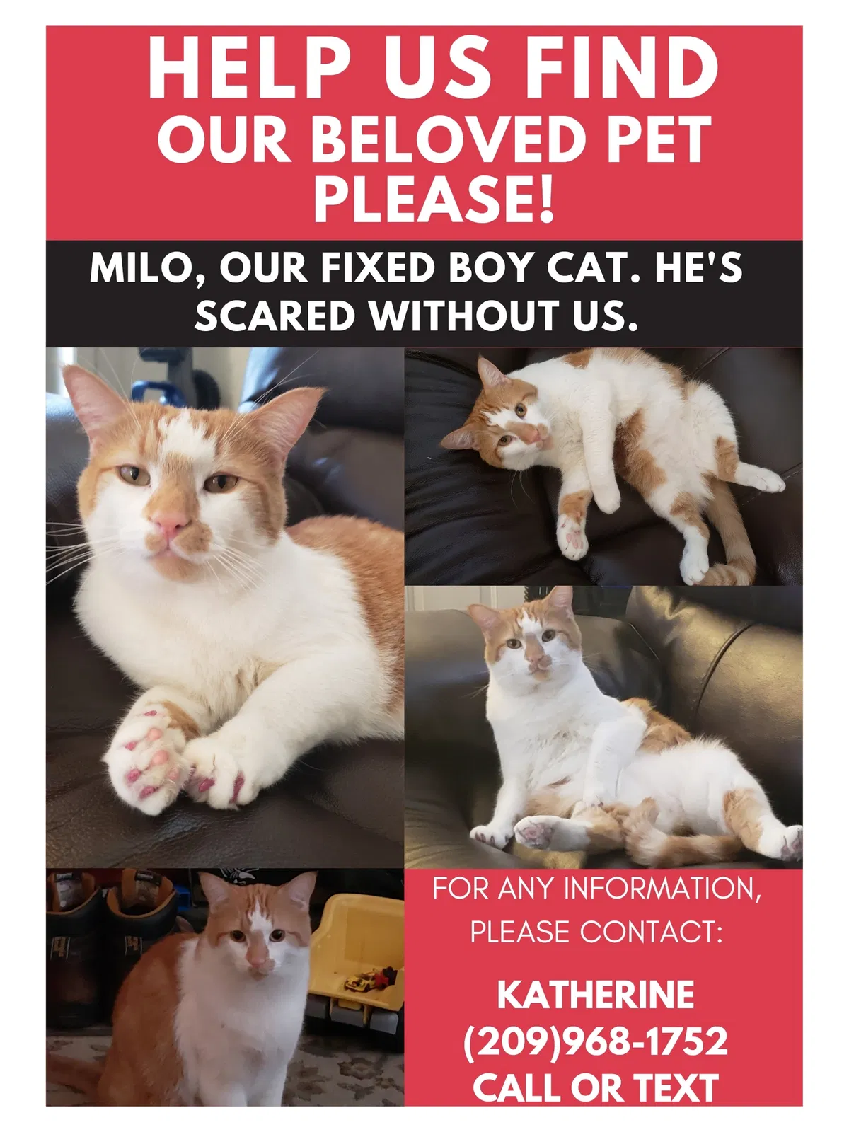 Lost cat in Modesto, CA, 95355