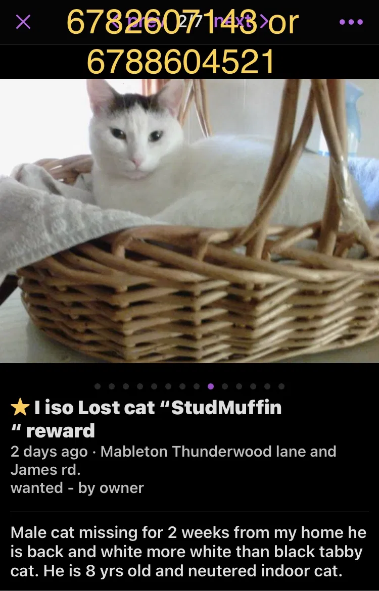 Lost cat in Mableton, GA, 30126