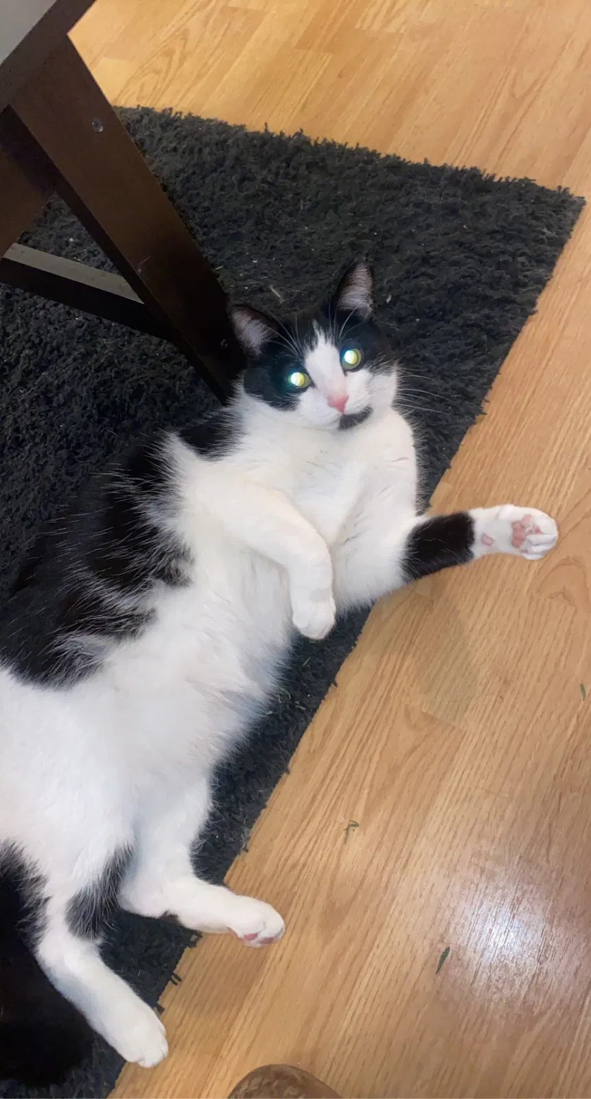 Lost cat in Sewickley, PA, 15143