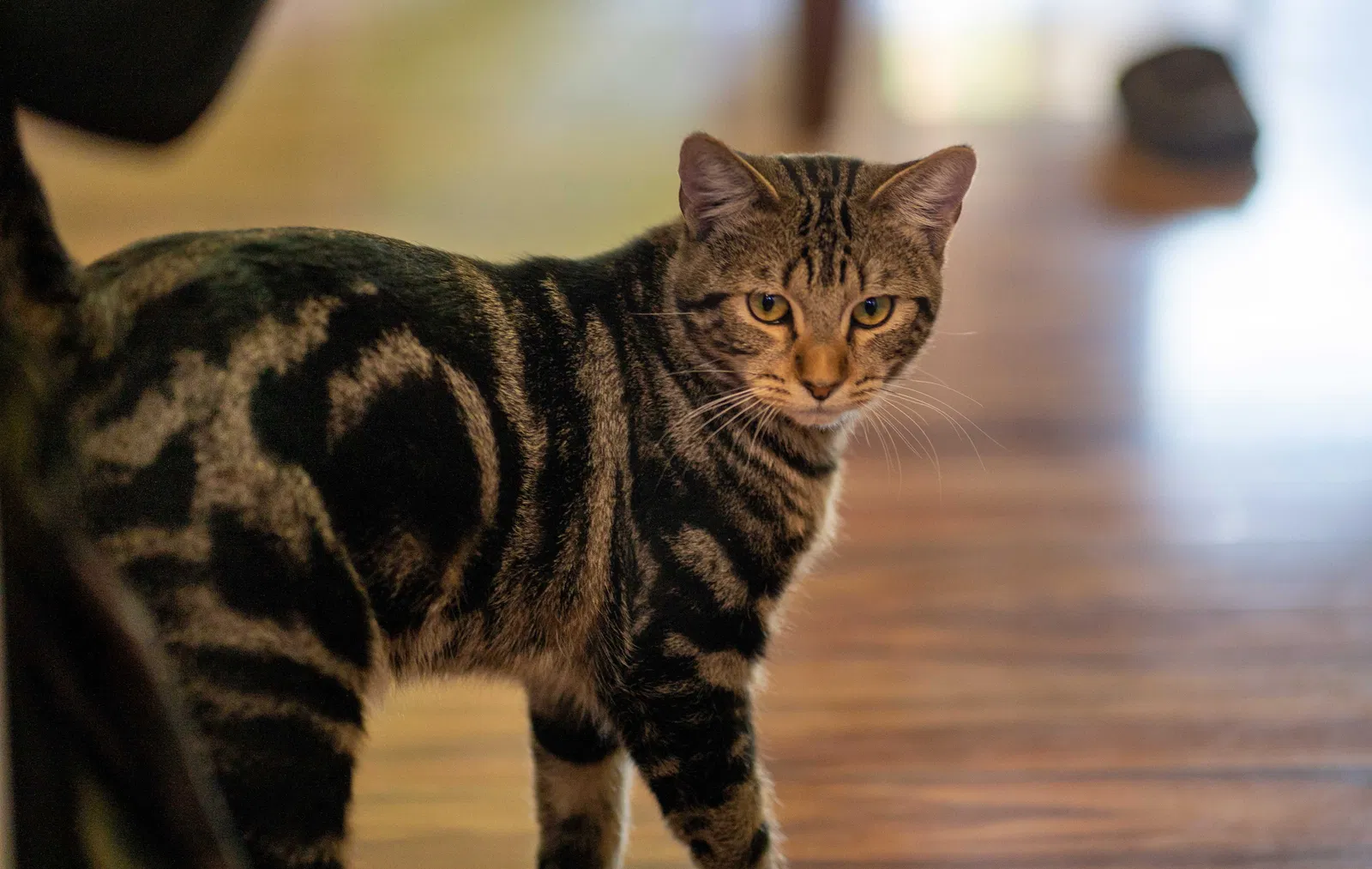 Lost cat in Riverside, CA, 92506