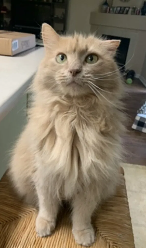 Lost cat in San Antonio, TX, 78213