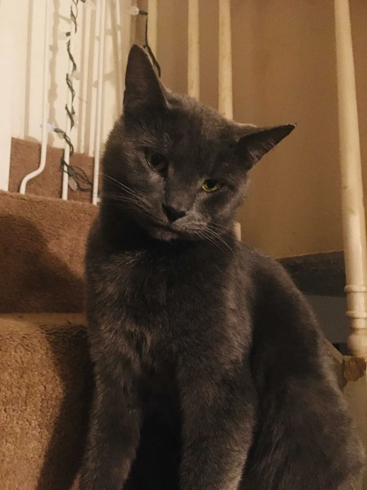 Lost cat in Lexington, KY, 40515