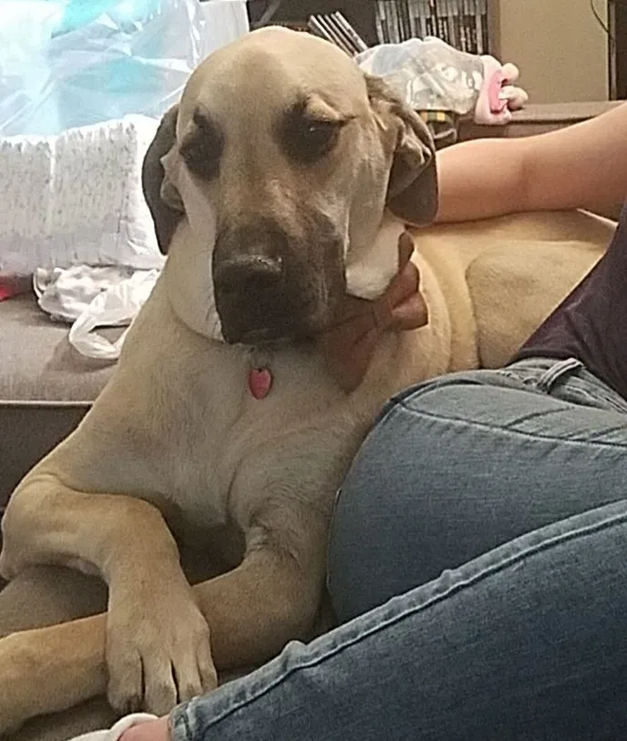 Lost dog in Roberts, ID, 83444
