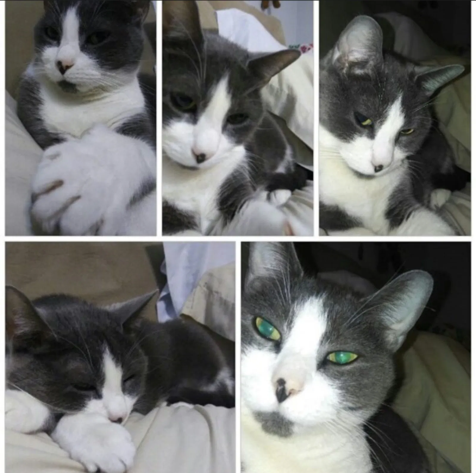 Lost cat in Dallas, TX, 75248