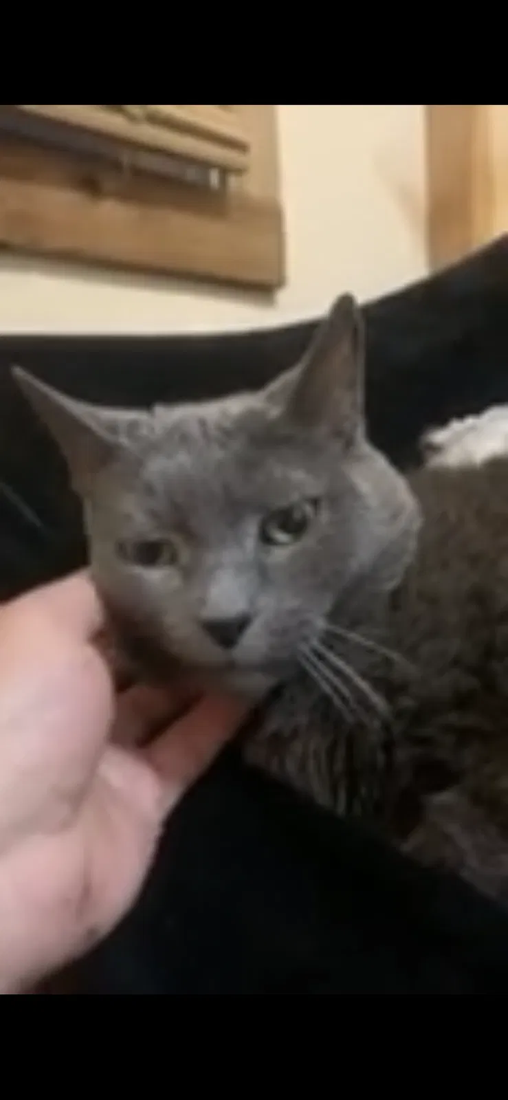 Lost cat in Clermont, FL, 34711
