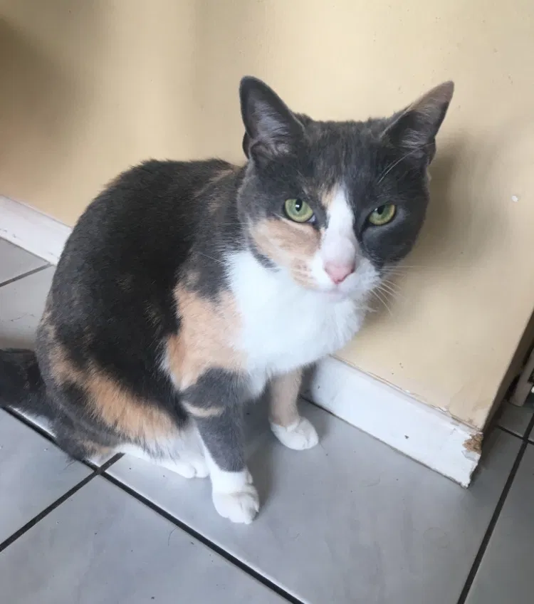 Lost cat in Clearwater, FL, 33761